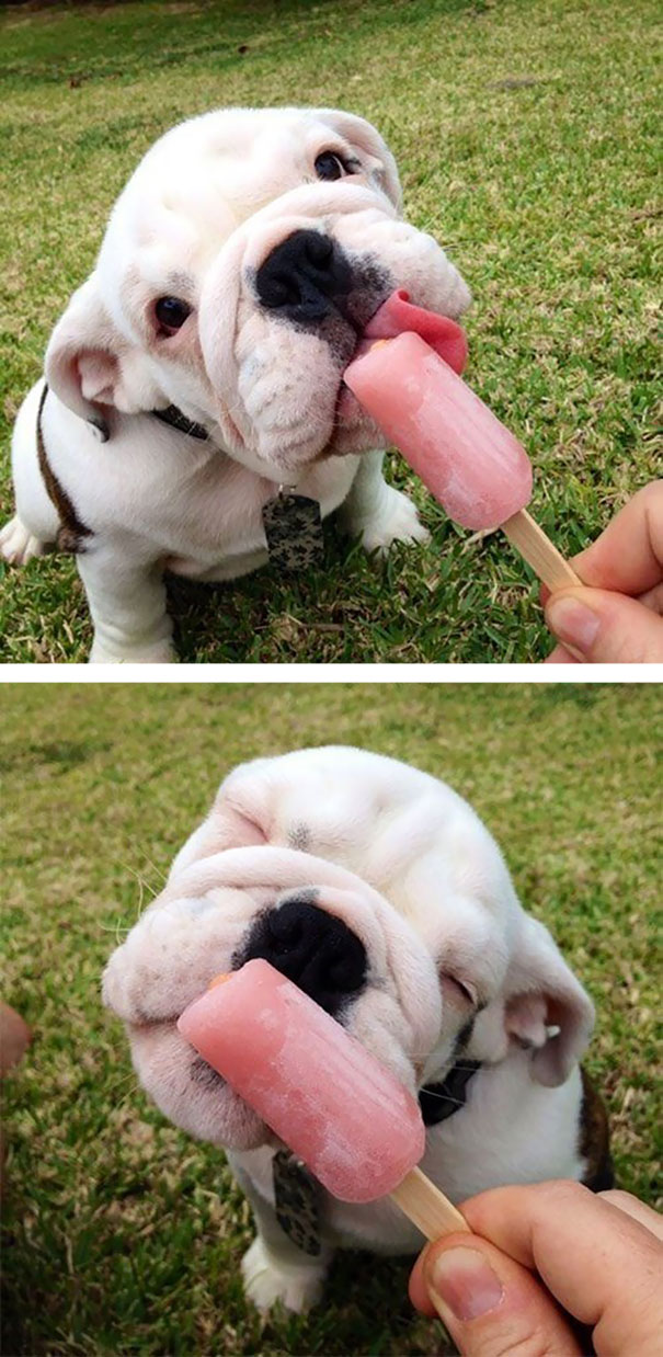 fotos-cachorros-bulldog (21)