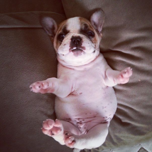 fotos-cachorros-bulldog (22)
