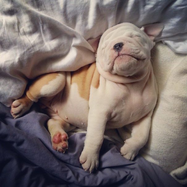 fotos-cachorros-bulldog (23)