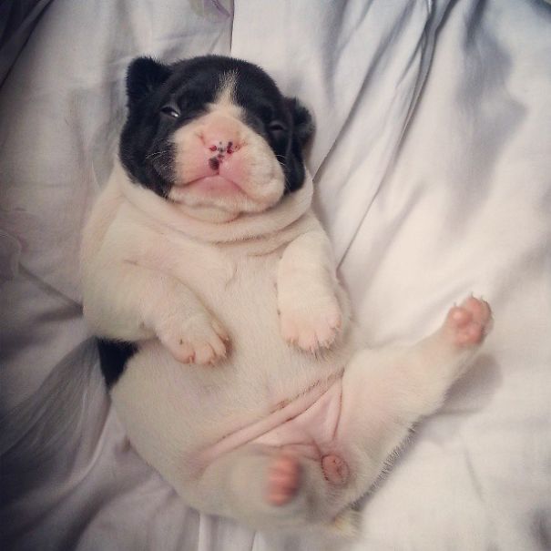 fotos-cachorros-bulldog (24)