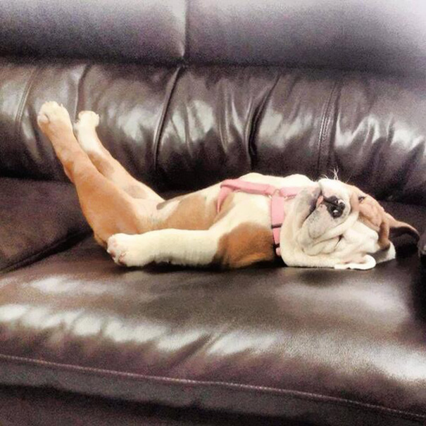 fotos-cachorros-bulldog (25)