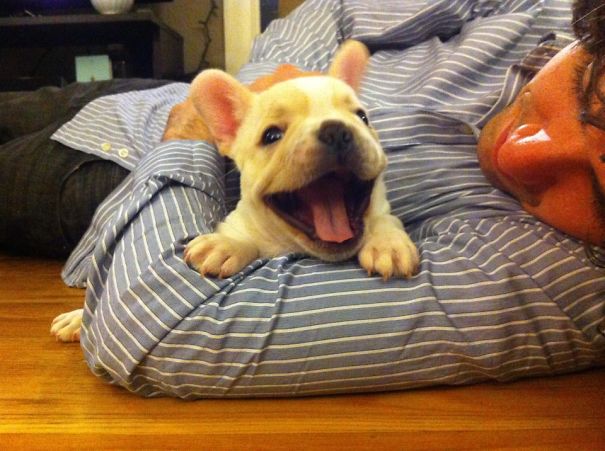 fotos-cachorros-bulldog (3)