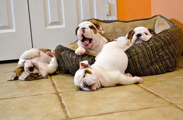 fotos-cachorros-bulldog (5)