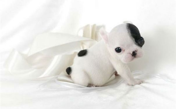 fotos-cachorros-bulldog (7)