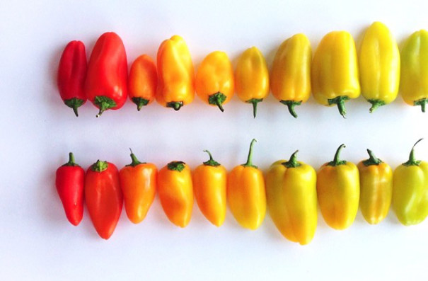 fotos-comida-ordenada-colores-foodgradients-brittany-wright (13)