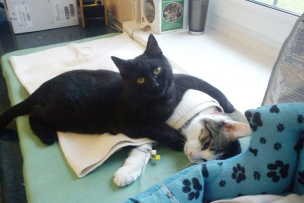 gato-enfermero-veterinario-refugio-animales-radamenes-polonia (1)