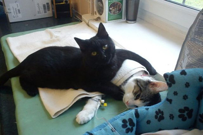 Este increíble gato enfermero de Polonia cuida de los otros animales del refugio