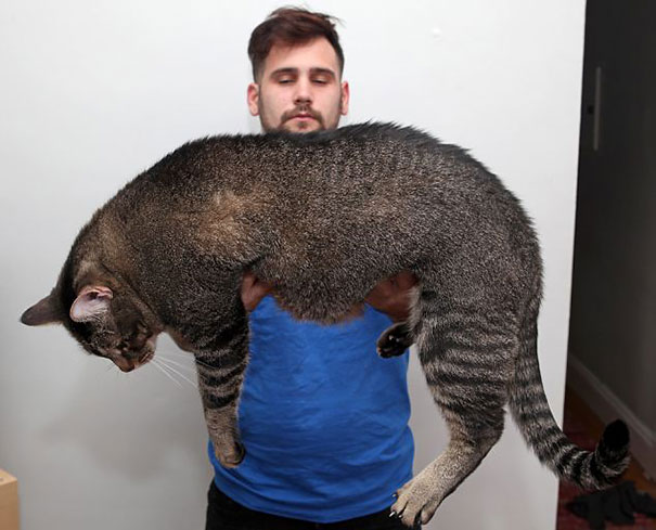 gatos-enormes (11)