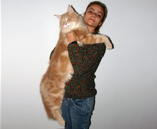gatos-enormes (13)