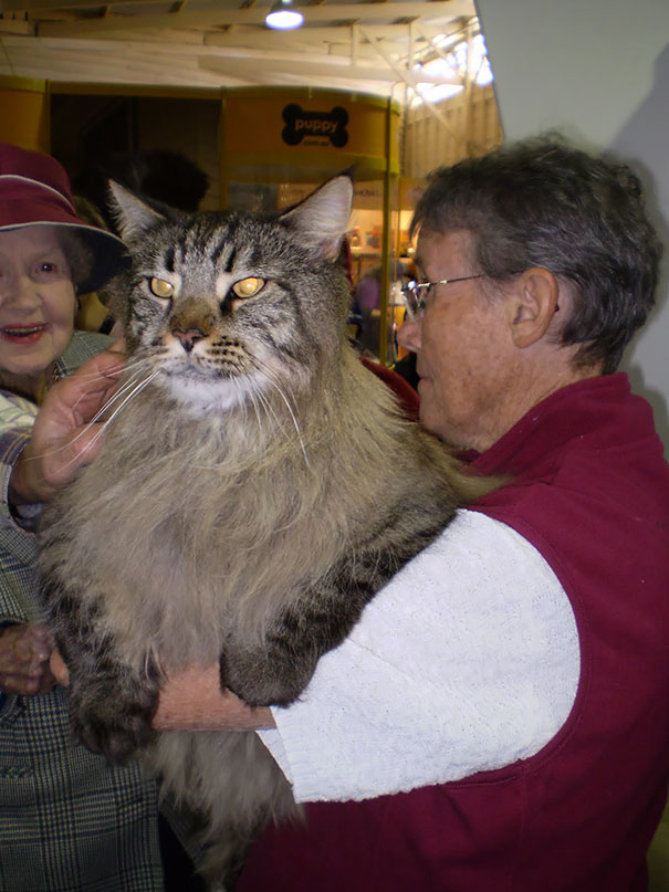 gatos-enormes (8)