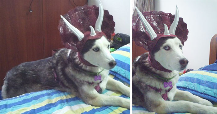 perro-disfraz-dinosaurio-triceratops (2)