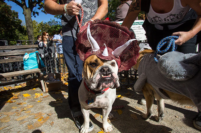 perro-disfraz-dinosaurio-triceratops (3)