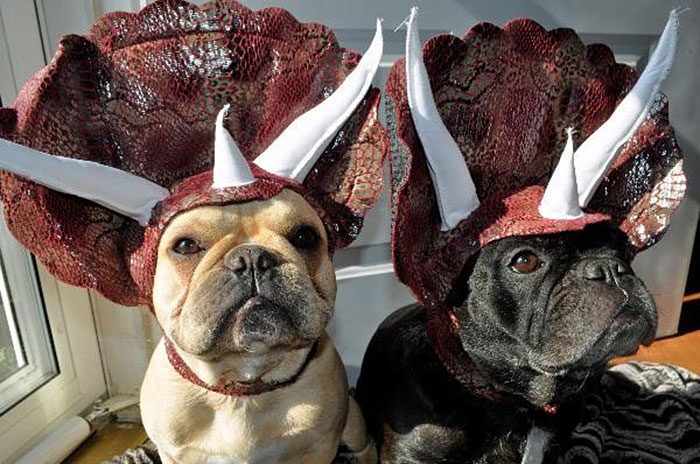 perro-disfraz-dinosaurio-triceratops (4)