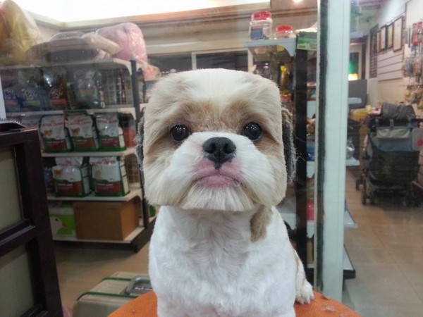 perros-corte-pelo-redondo-cuadrado-taiwan (4)