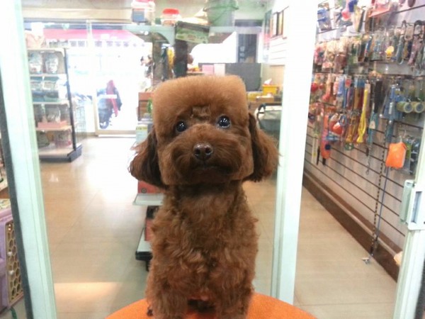 perros-corte-pelo-redondo-cuadrado-taiwan (6)