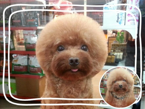 perros-corte-pelo-redondo-cuadrado-taiwan (7)