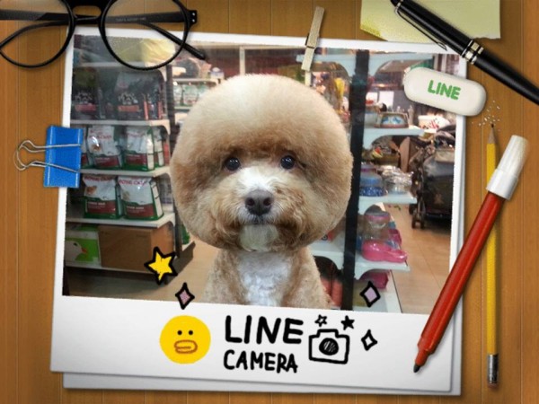 perros-corte-pelo-redondo-cuadrado-taiwan (8)