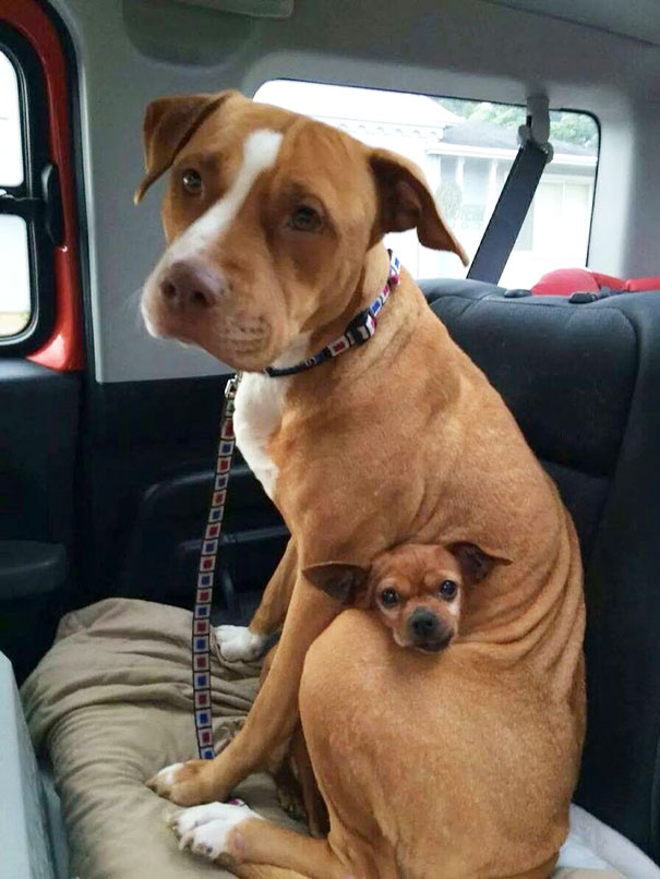 perros-mejores-amigos (1)