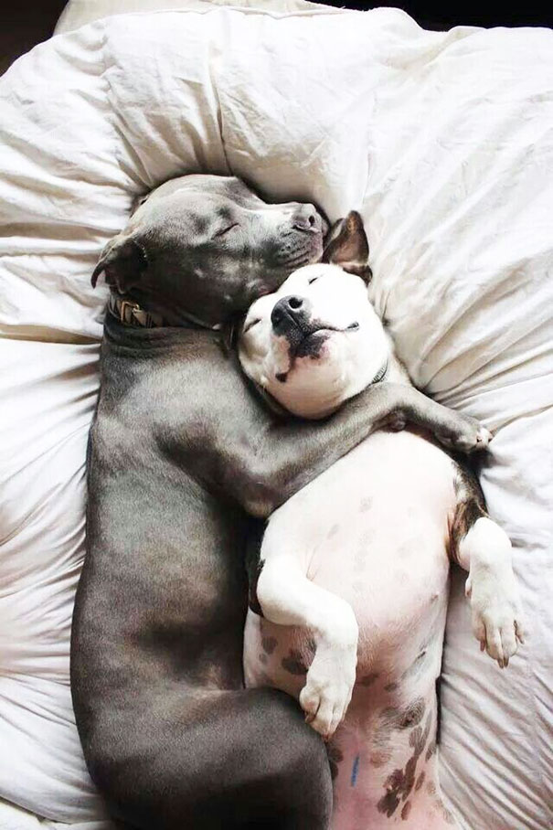 perros-mejores-amigos (11)