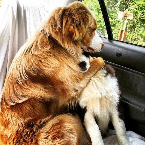 perros-mejores-amigos (2)