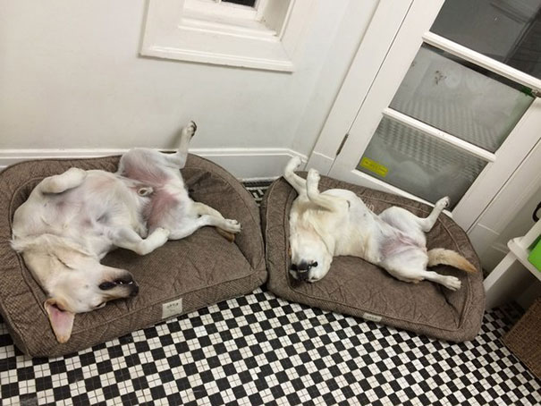 perros-mejores-amigos (3)