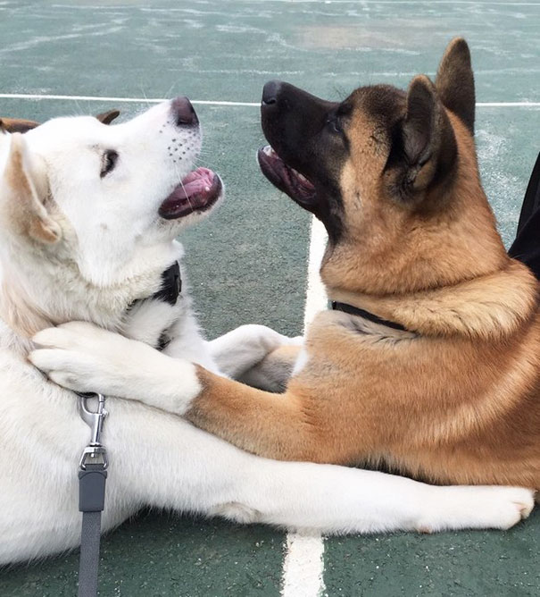 perros-mejores-amigos (5)