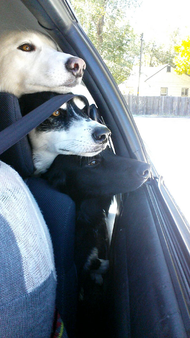 perros-mejores-amigos (7)
