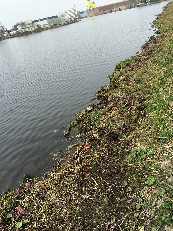 proyecto-recoger-basura-diariamente-pigswegetwhatpigsdeserve-holanda (16)