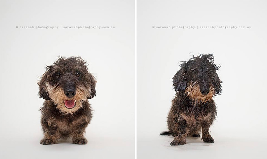 retratos-animales-perro-seco-perro-mojado-serenah-hodson (1)