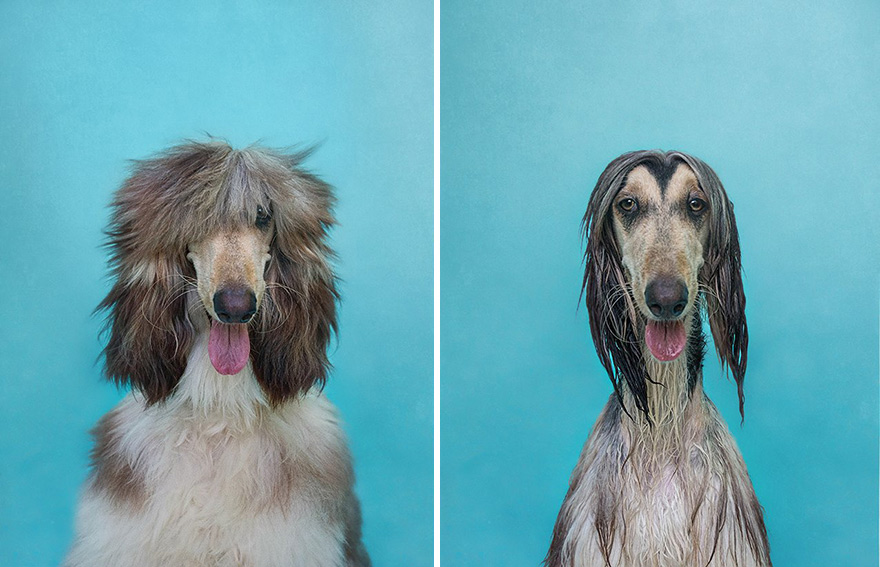 retratos-animales-perro-seco-perro-mojado-serenah-hodson (2)
