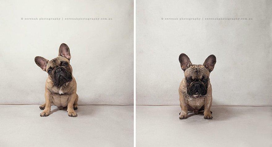 retratos-animales-perro-seco-perro-mojado-serenah-hodson (3)