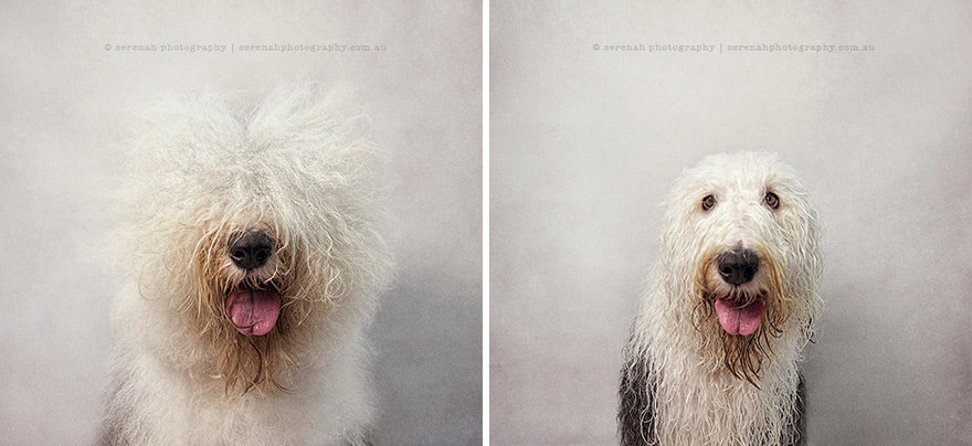retratos-animales-perro-seco-perro-mojado-serenah-hodson (4)