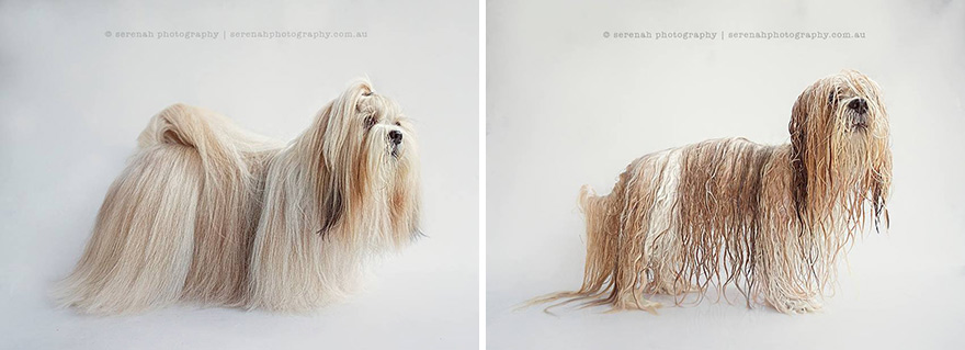 retratos-animales-perro-seco-perro-mojado-serenah-hodson (5)