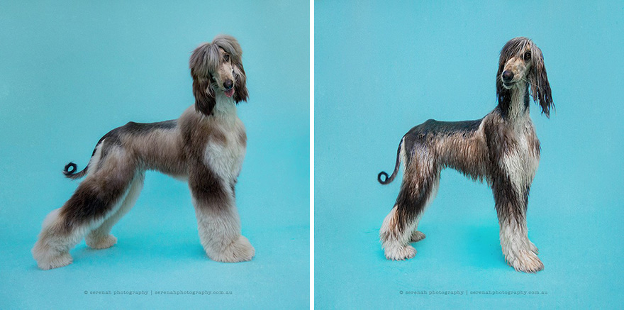 retratos-animales-perro-seco-perro-mojado-serenah-hodson (6)