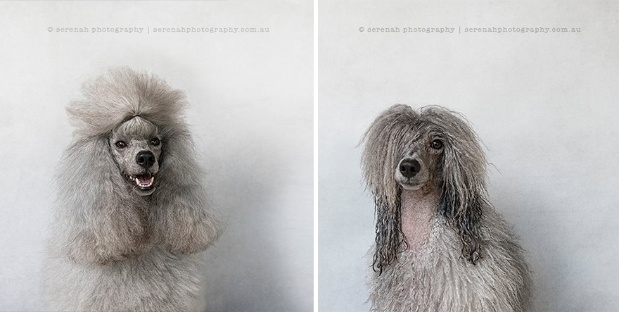 retratos-animales-perro-seco-perro-mojado-serenah-hodson (7)