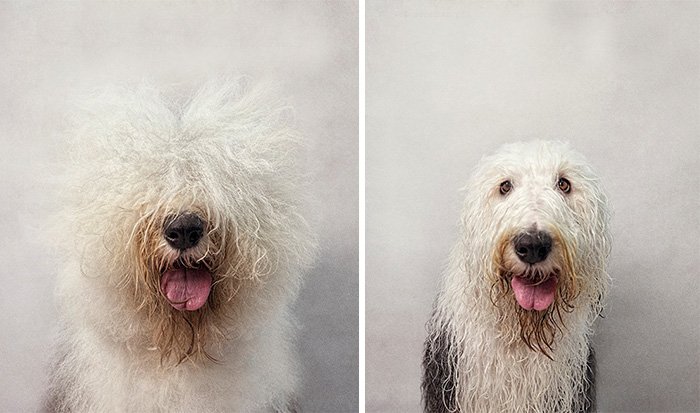Perro seco, perro mojado: Esta fotógrafa retrata a los perros antes y después del baño