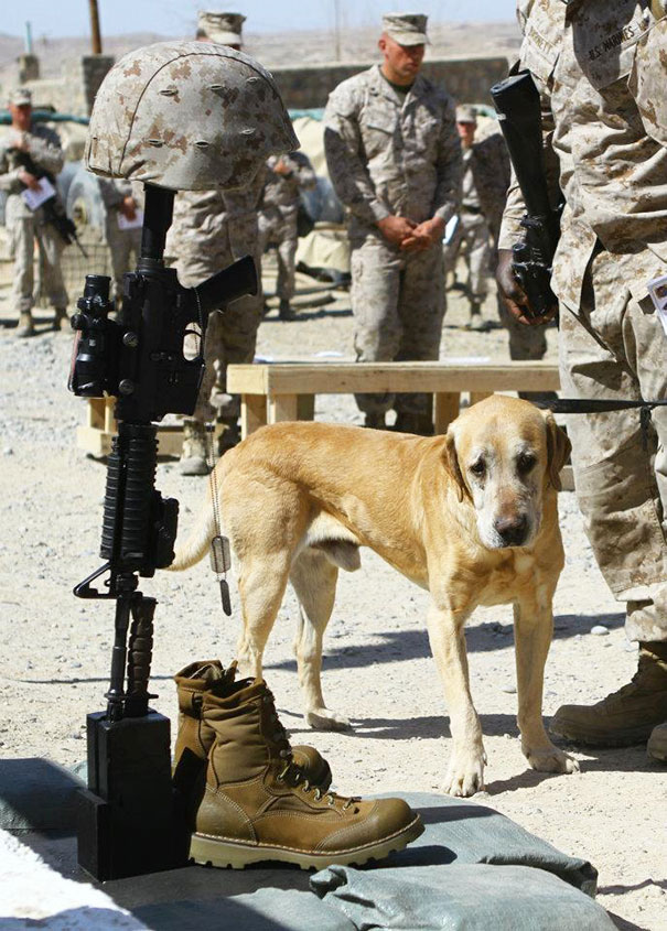 soldados-rescatando-animales-zona-guerra (1)