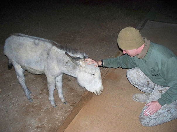 soldados-rescatando-animales-zona-guerra (15)