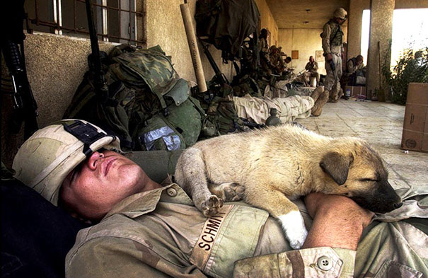 soldados-rescatando-animales-zona-guerra (3)