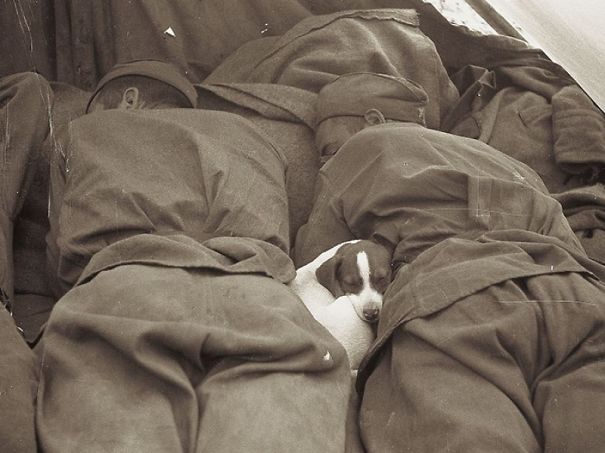 soldados-rescatando-animales-zona-guerra (8)