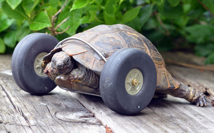 Esta tortuga de 90 años perdió sus patas delanteras y consiguió unas ruedas protésicas