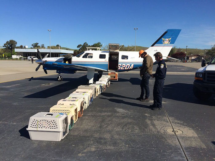 transporte-aereo-perros-refugios-voluntarios-wings-of-rescue (14)
