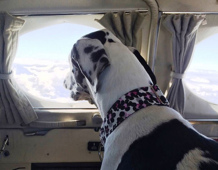 transporte-aereo-perros-refugios-voluntarios-wings-of-rescue (16)