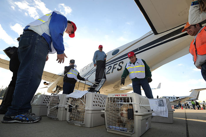 transporte-aereo-perros-refugios-voluntarios-wings-of-rescue (2)