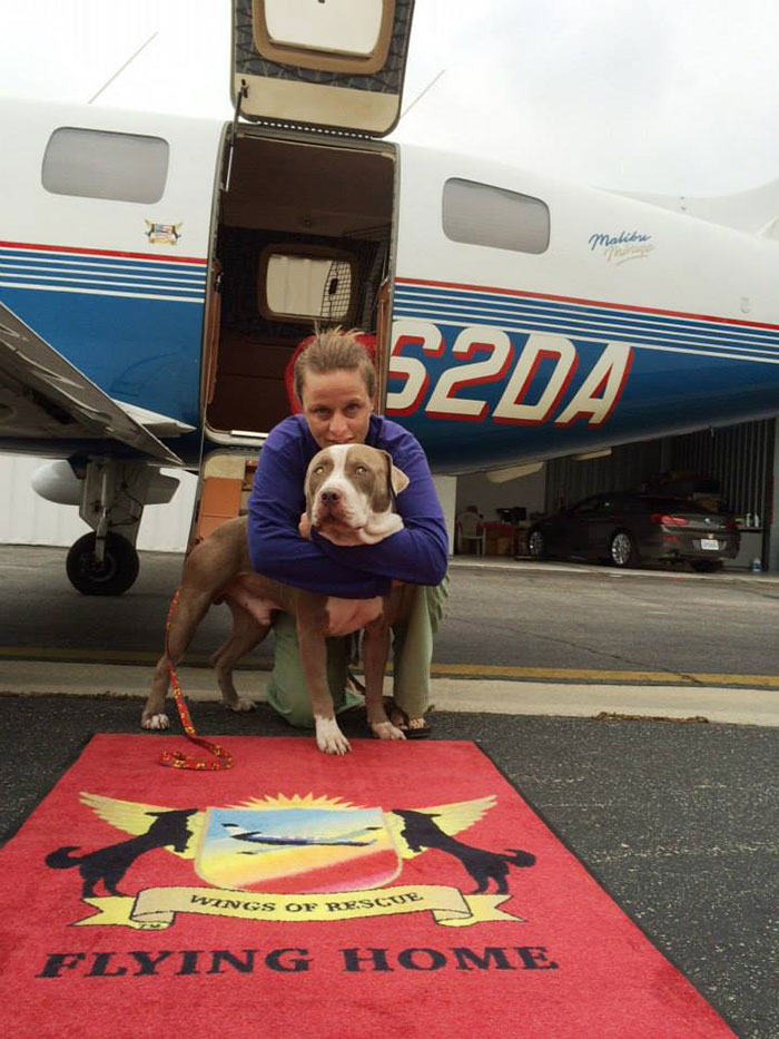 transporte-aereo-perros-refugios-voluntarios-wings-of-rescue (5)