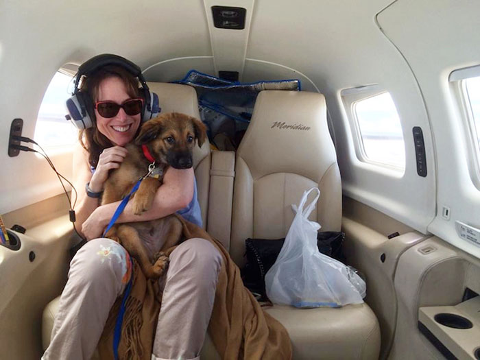 transporte-aereo-perros-refugios-voluntarios-wings-of-rescue (6)