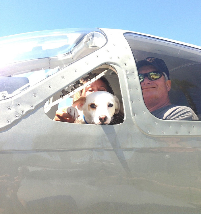 Gracias a pilotos voluntarios, estos perros vuelan a otros refugios para salvarse de ser sacrificados
