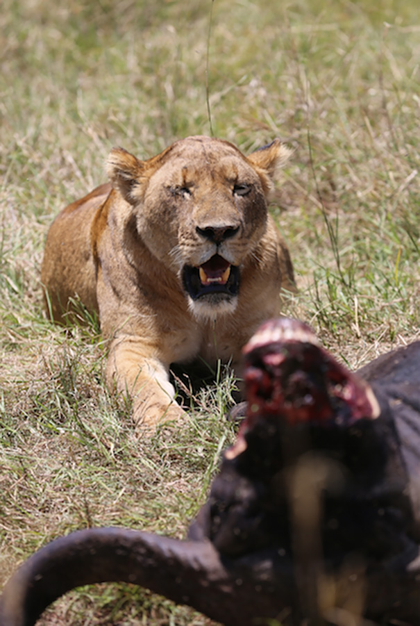 veteranos-ejercito-entrenamiento-guardabosques-africanos-vetpaws-kinessa-johnson (1)