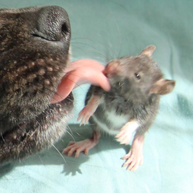 amistad-animal-riff-rata-osiris-perro (1)