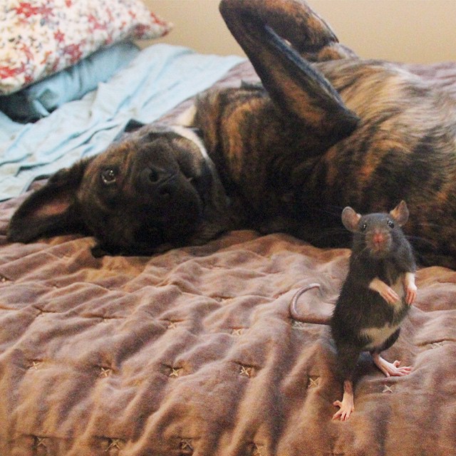 amistad-animal-riff-rata-osiris-perro (11)